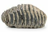 Southern Mammoth Upper M Molar - Hungary #357048-3